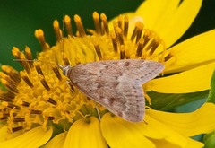 Achyra rantalis