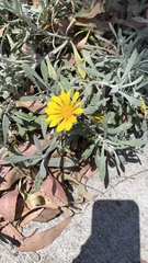Gazania rigens