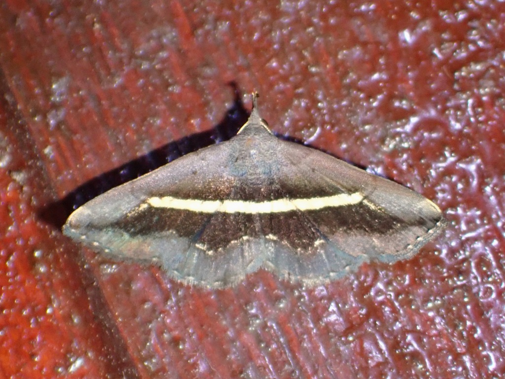 Hadennia transvestita