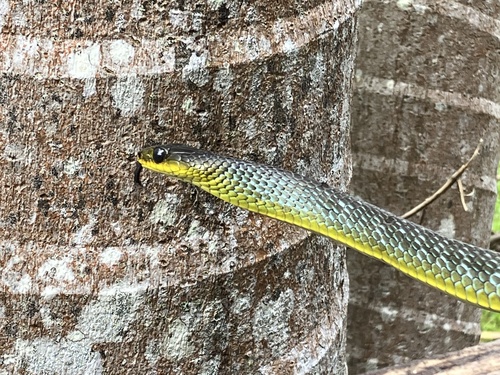 Common Tree Snake sighting