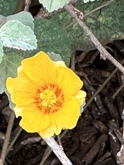 Sida fallax