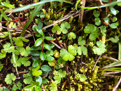 Hydrocotyle setulosa