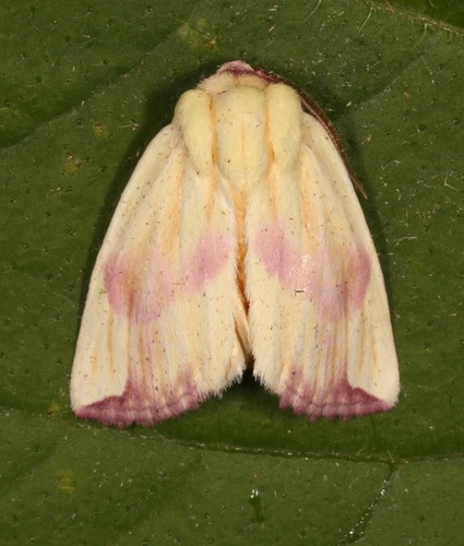 Thurberia Bollworm photo 2