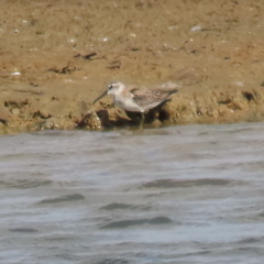 Calidris falcinellus