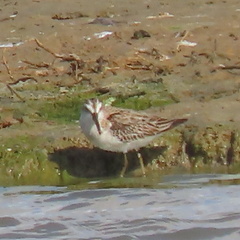 Calidris falcinellus