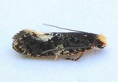 Monopis marginistrigella