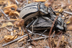 Gyriosomus elongatus