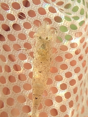 Crangon septemspinosa