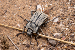 Gyriosomus elongatus