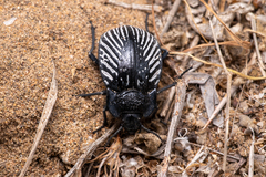 Gyriosomus