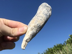 Crassostrea virginica