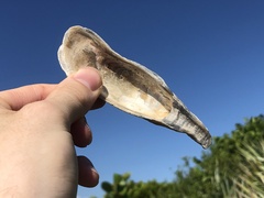 Crassostrea virginica