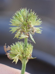 Mentha aquatica