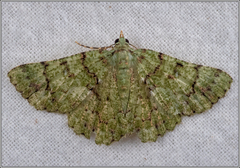 Aeolochroma hypochromaria