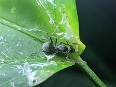 Myrmhopla