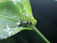 Myrmhopla