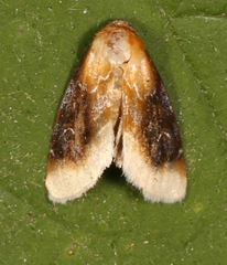 Chrysoecia scira