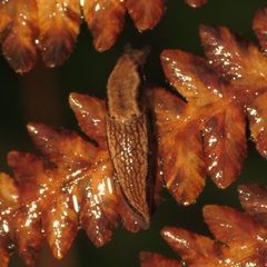 Prophysaon vanattae