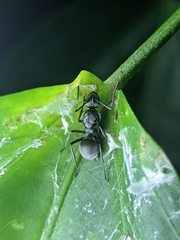 Myrmhopla