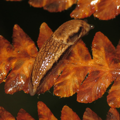 Prophysaon vanattae