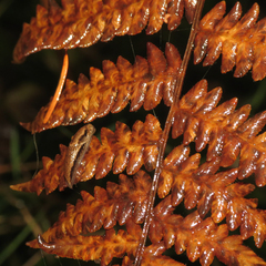 Prophysaon vanattae