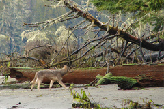 Canis lupus crassodon