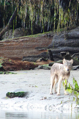 Canis lupus crassodon