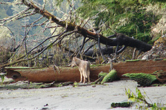 Canis lupus crassodon