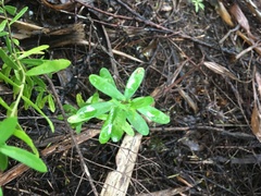 Polygala myrtifolia