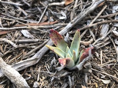 Dudleya