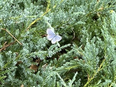 Pseudozizeeria maha