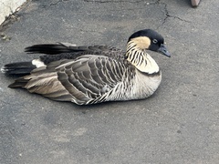 Branta sandvicensis