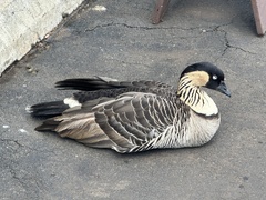 Branta sandvicensis