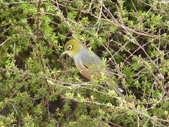 Zosterops lateralis lateralis