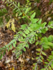 Lithospermum bejariense