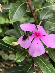 Lagria villosa