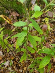 Lithospermum bejariense