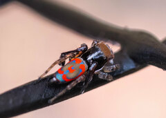 Maratus pavonis