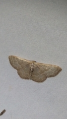 Leptostales pannaria