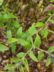 Lithospermum bejariense