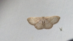 Leptostales pannaria