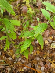 Lithospermum bejariense