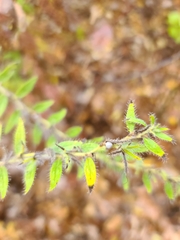 Lithospermum bejariense
