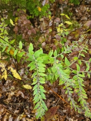 Lithospermum bejariense