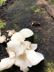 Favolaschia pustulosa