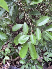 Glycosmis parviflora