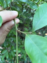 Glycosmis parviflora