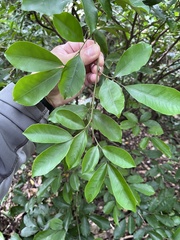 Glycosmis parviflora