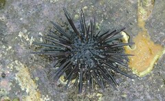 Echinometra vanbrunti