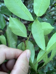 Glycosmis parviflora